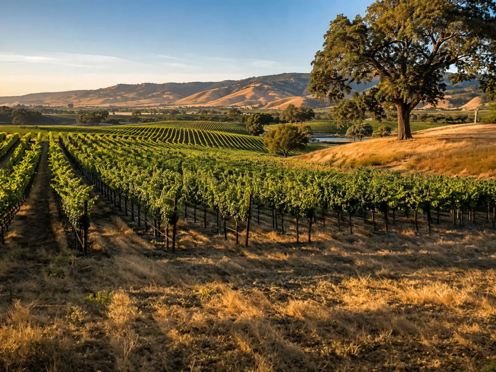 Winslow's Catering Livermore — full-service catering for vineyard weddings and corporate events across the Livermore Valley, with on-site staff, setup, chef-attended service and cleanup in Livermore, Pleasanton, Dublin, San Ramon and Sunol Sunlit rows of Livermore Valley vineyards below rolling golden hills and a spreading oak tree in Livermore, California — the Tri-Valley wine country served by Winslow's Catering Livermore